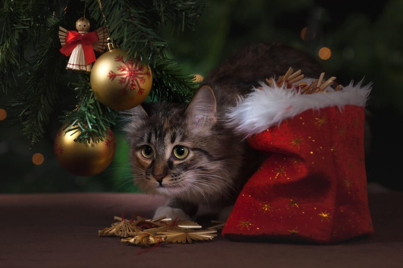 Tierhandlungen Weihnachtsgeschenke Gutscheine